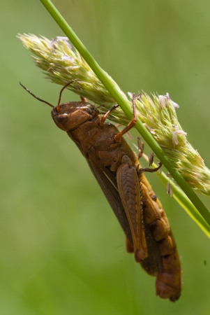 Green grasshopper on a grass bladeの写真素材