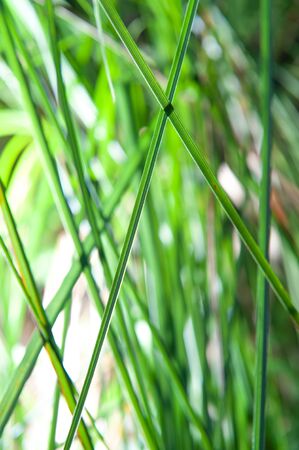 Macro shot on blades of grassの写真素材