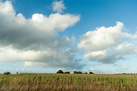 Corn fields in Spainの写真素材