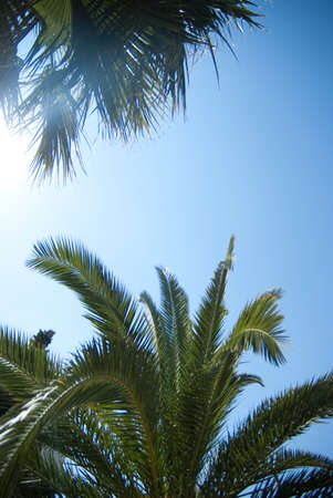 Palm tree tops and blue skyの写真素材