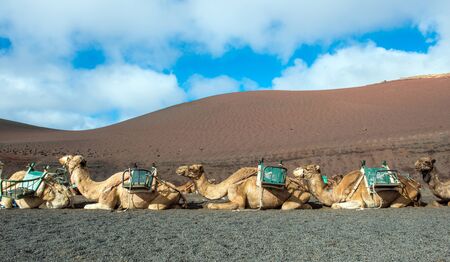 Camels waiting for the touristの写真素材