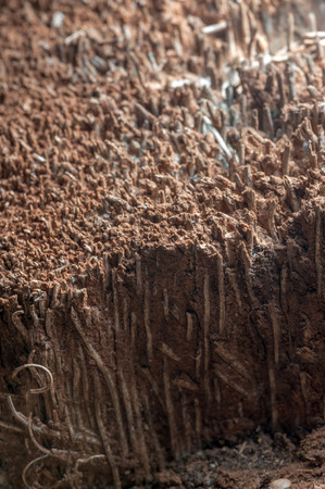 Old olive tree bark textureの写真素材