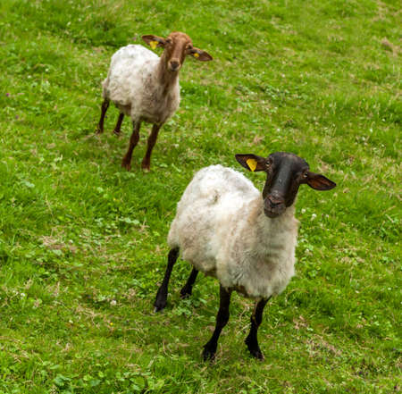 Black and white sheep looking at the camera