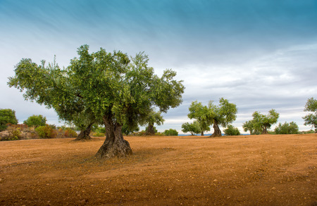 Olive tree fields with red soilの写真素材