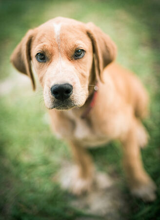 Cute puppy asking for attentionの写真素材