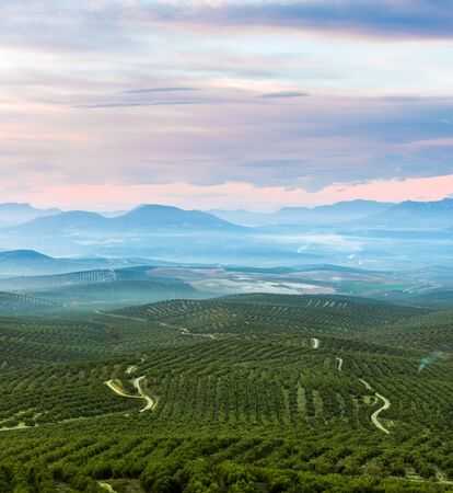 Beautiful landscape with rolling hills covered in olive trees, in Jaen province, Spain.の写真素材