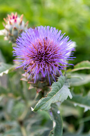 Purple thistle flower on a fieldの写真素材