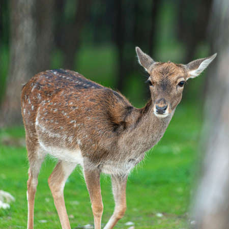 young fallow deer in a pine forestの写真素材