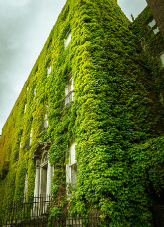Ivy covered building facade in Dublin