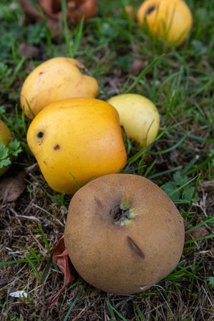 Fallen apples rotting on the groundの写真素材