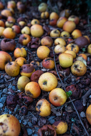 Fallen apples rotting on the groundの写真素材