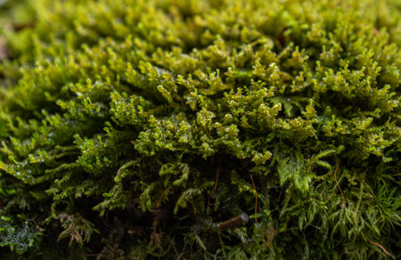 Dense forest with moss, ferns and ivy under the ancient trees