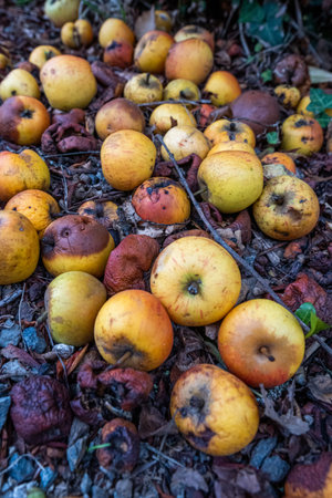 Fallen apples rotting on the groundの写真素材