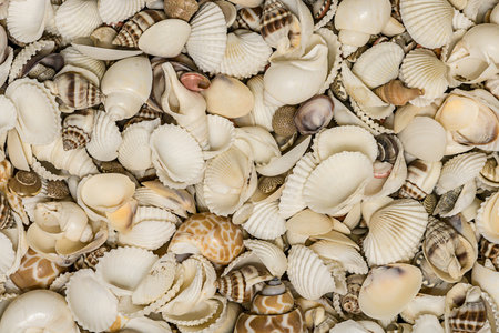 Context with various seashells stacked together for decorative surface, wallpaper and backgroundの写真素材