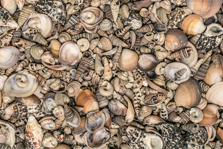 Context with various seashells stacked together for decorative surface, wallpaper and background