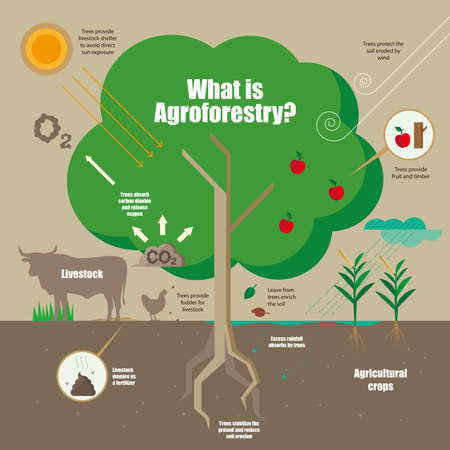 Infographic of the concept of Agroforestry systemのイラスト素材