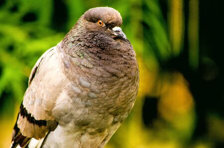 Pigeonの写真素材