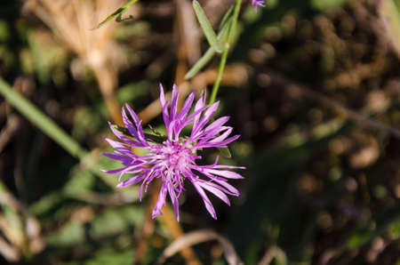 Colorful flowerの写真素材