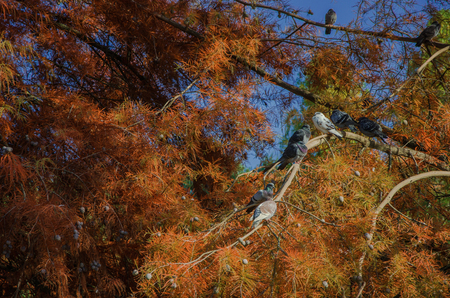 Autumnの写真素材