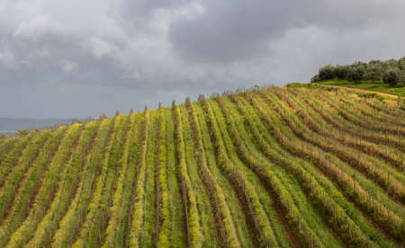Yellow Rows of Farmlandの写真素材