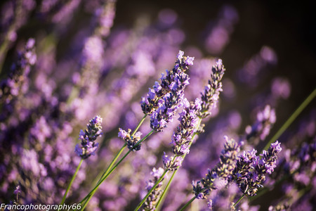 ear of lavenderの写真素材