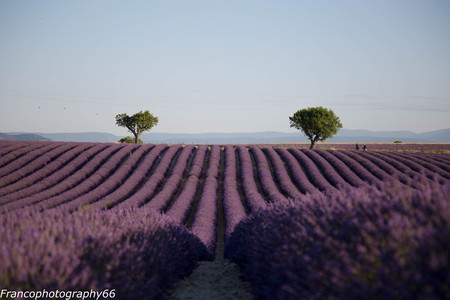 lavender cultivationの写真素材