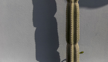 cactus plantの写真素材