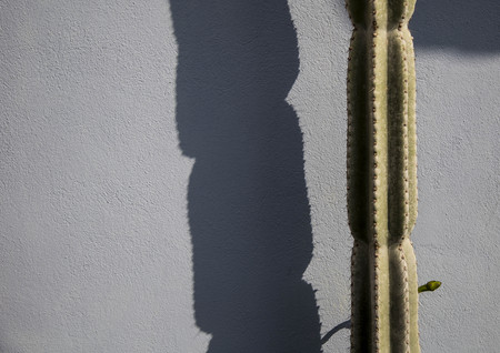 cactusの写真素材