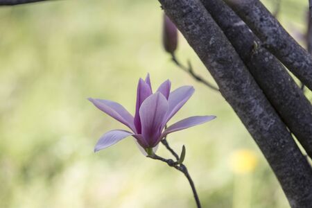solitary magnolia flowerの写真素材