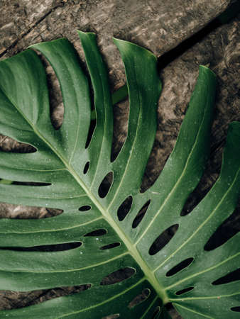 Swiss cheese plant over wood planksの写真素材