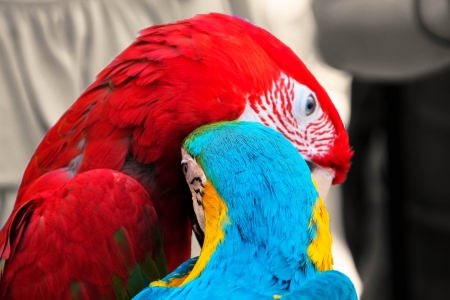 Parrots, Lovely Parrots