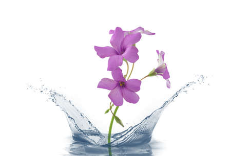 flower with water splashの写真素材