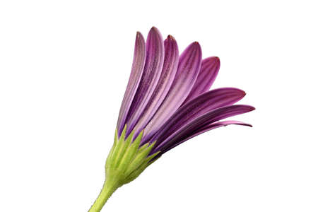 flower with white backgroundの写真素材