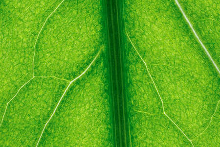 background texture green leaf structure macro photographyの写真素材