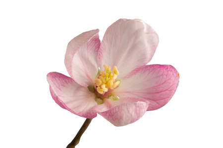 Apple blossom isolated with light backgroundの写真素材