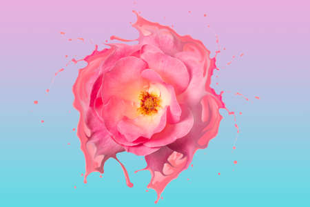 Beautiful liquefied pink rose with pink splashes on a pink iridescent light blue backgroundの写真素材