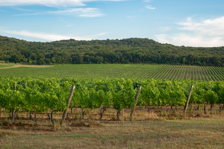 Grape field that grows for wine. Hills of vineyards. Summer scenery with rows of vineyards in Bolgheri in Tuscany, DOCの写真素材