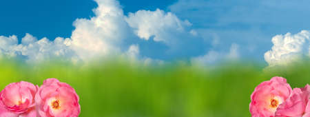 Panoramic banner. Pink roses on a background of blurry green lawn and blue sky with clouds, copy space