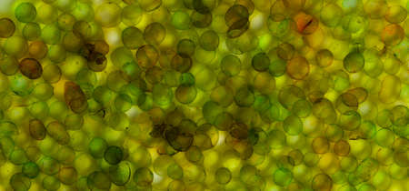 Abstract banner with pastel colors, colored spheres immersed in water. Flat lay top view