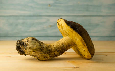 Leccinum scabrum, commonly known as the rough-stemmed bolete, scaber stalk, and birch bolete, is an edible mushroom in the family Boletaceae, and was formerly classified as Boletus scaberの写真素材