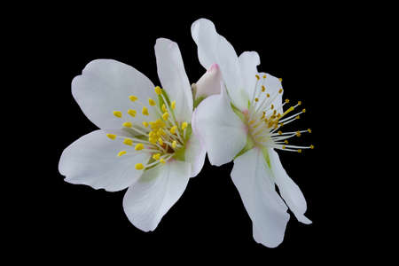 Magnified almond blossoms isolated on black background. Spring flowers have just bloomedの写真素材