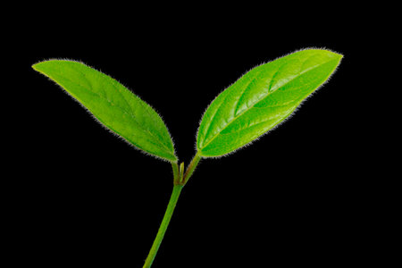 Sprout with green leaves with trichomes, black background