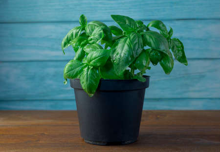 Black pot of basil on wooden top, light blue wood backgroundの写真素材
