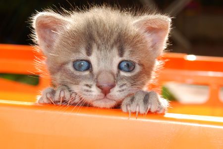 Cat's face while trying di uscire from the basketの写真素材
