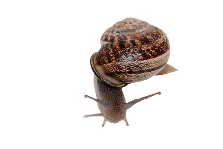 Snail Number 3の写真素材