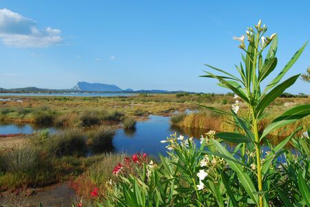 The ponds of "San Teodoro" in Sardinia at the Sunsetの写真素材
