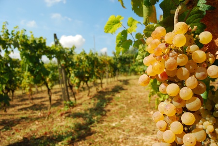 A bunch of grapes an organic vineyard in the countryside of the  "Roman Castles"の写真素材