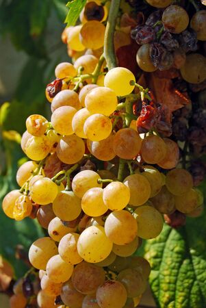 A bunch of grapes an organic vineyard in the countryside of the  Roman Castles