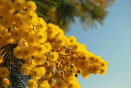 A sprig of mimosa flowerの写真素材