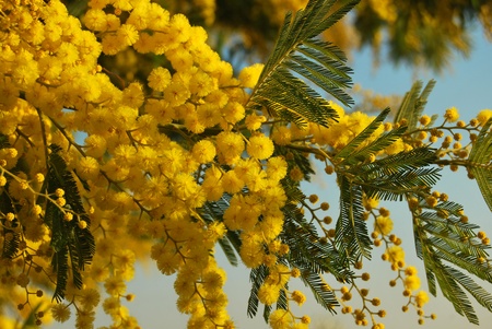 A sprig of mimosa flowerの写真素材